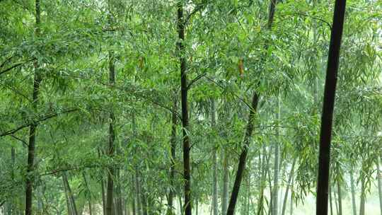 竹林竹叶禅意下雨天唯美空镜