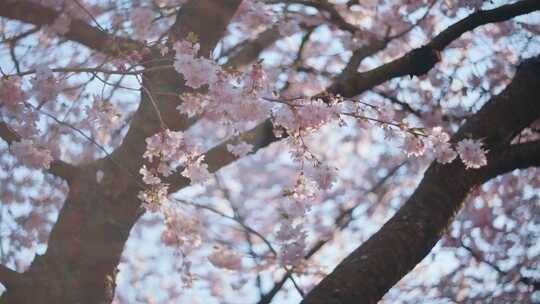 樱桃树，花，花，公园