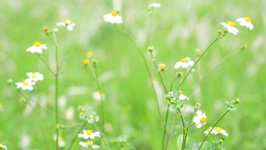 微风中的花丛草丛实拍
