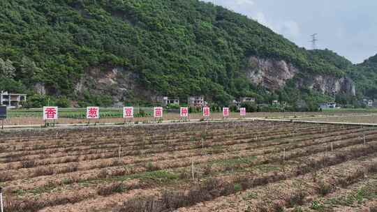 贵州毕节香葱豆苗种植基地航拍