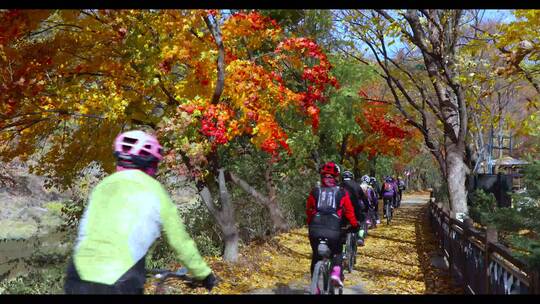 驴友运动员骑自行车在森林田野的道路上合集