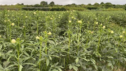 种植秋葵4K实拍视频