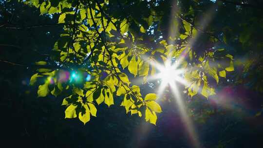 阳光透过树叶洒下景象