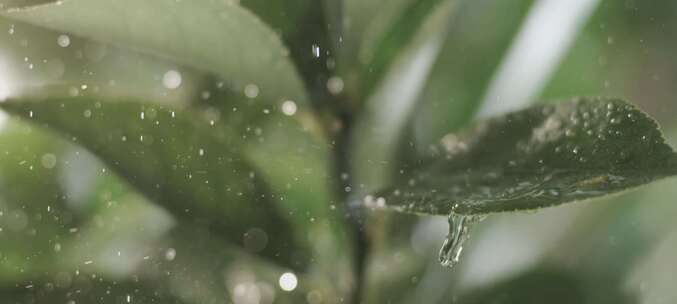 雨中打在叶子上特写镜头