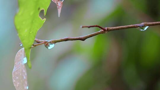 微距夏季雨后绿色树叶上的露水水珠