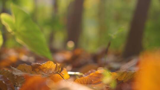 秋天树林里树叶飘落4k视频素材