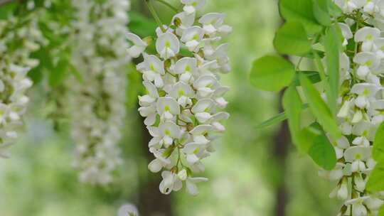 春天洋槐花槐树花盛开