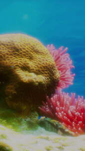 海洋中的珊瑚和海葵