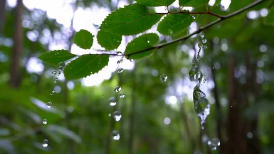 雨后树叶滴水自然景象