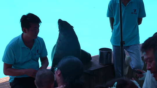 准备表演的海豹与饲养员互动视频素材模板下载