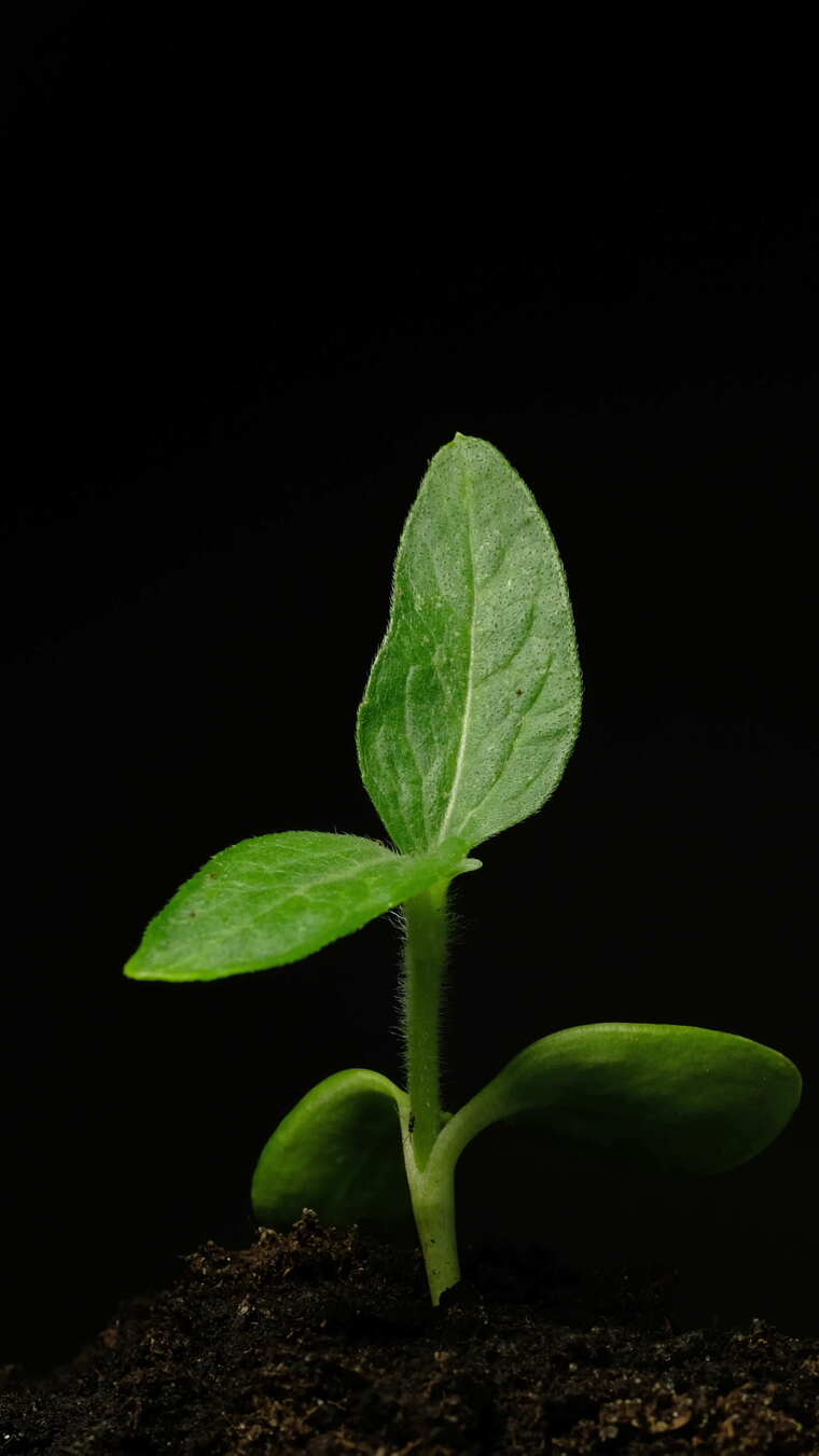 种子发芽生长时间流逝春天希望生命
