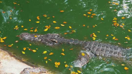 鳄鱼在绿色沼泽水中游泳浑浊的沼泽河泰国亚