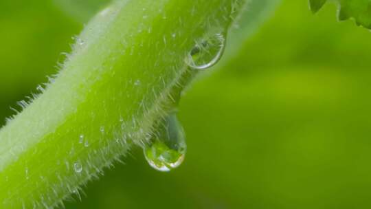 绿色植物，雨露水滴的升格微距特写