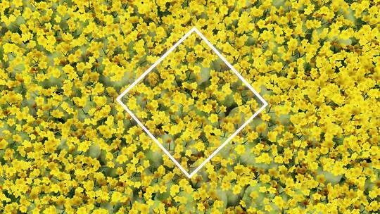 黄色野花 动态花朵4k高清素材