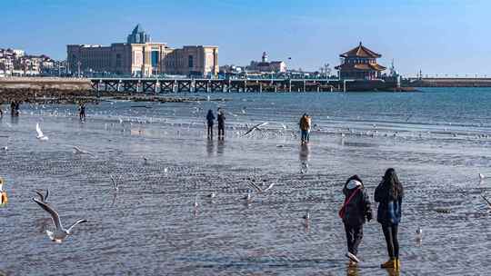 青岛栈桥海鸥