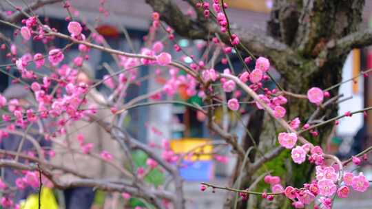 杭州植物园灵峰探梅梅花开了风景视频素材