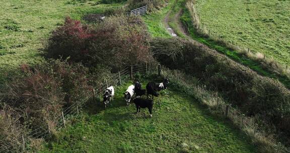 在牧场里被铁丝网围住的一群牛