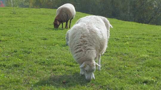 草原上吃草的绵羊羔羊山羊