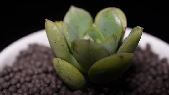 妮可莎娜多肉植物盆栽绿植