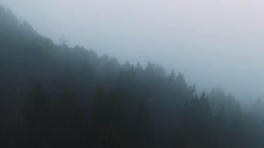 朦胧森林浓雾大景