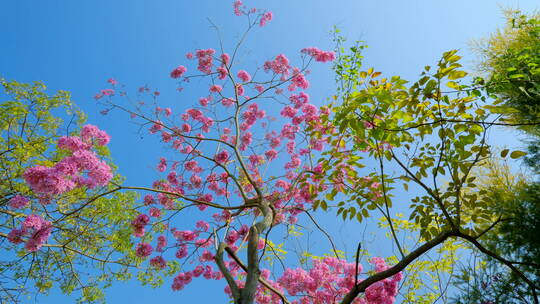 春天春暖花开仰视紫花风铃木满树红花视频素材模板下载