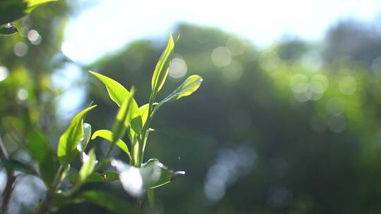 千年古茶树