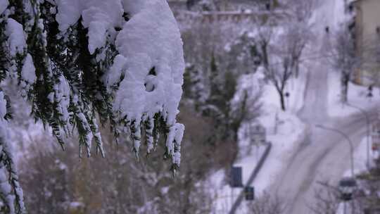 白雪覆盖的树，背景是街道，瓜达格勒，阿布
