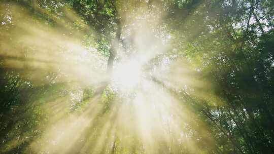 阳光竹林丁达尔光透过竹子竹叶