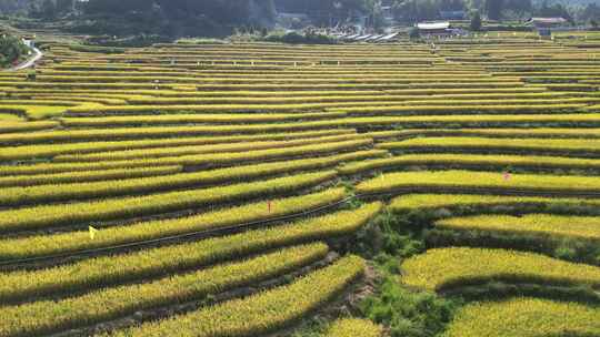 航拍金秋时节金黄稻田梯田风光