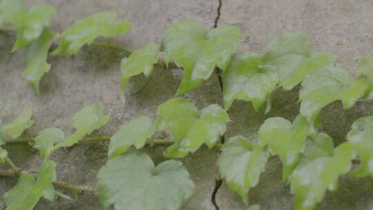 雨后爬山虎LOG视频素材