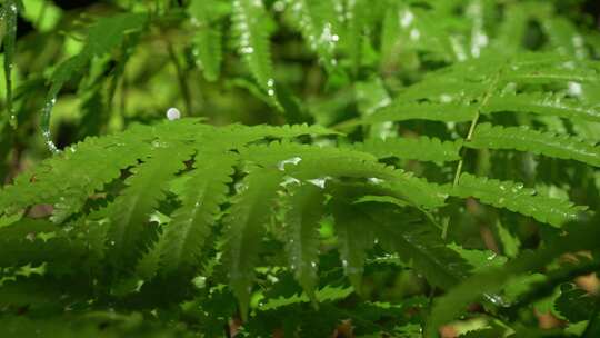 阳光雨滴绿植蕨类植物