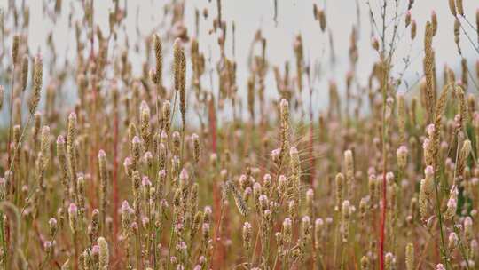 4K高清相机摄野生鸡冠花(1)