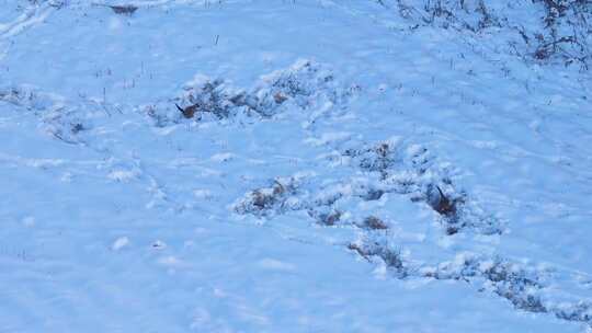 4K雪地野鸡