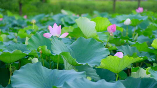 公园荷花池 荷花 荷叶 荷塘