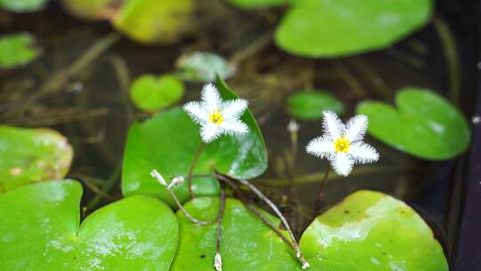 金银莲花水生草本水草类植物