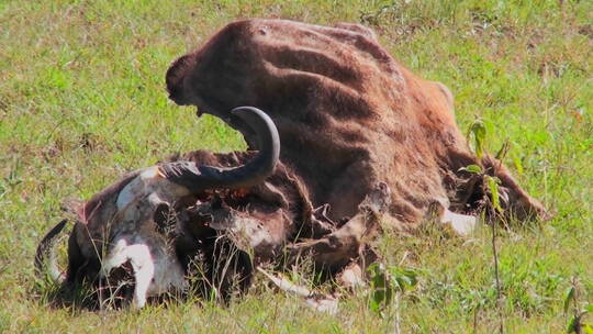 在田野里的牛的尸体视频素材模板下载