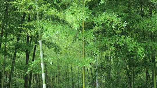 竹林竹叶禅意下雨天唯美空镜