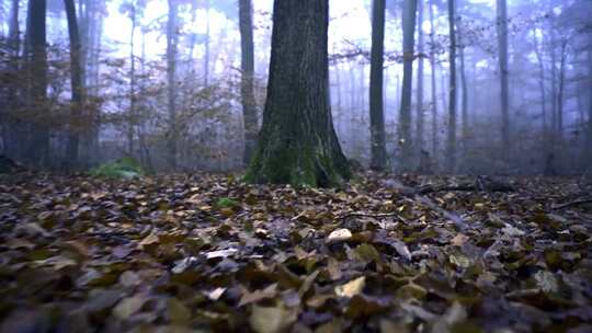 行走在秋天铺满落叶的森林里主观镜头