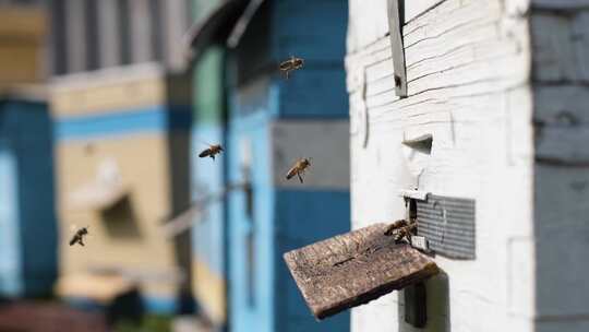 蜜蜂，蜂巢，飞行，花粉