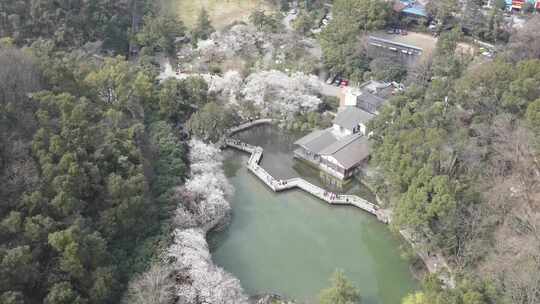 春天人们出门赏花，望月公园樱花盛开成海