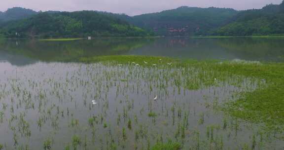 青山绿水生态湿地一群白鹭飞翔福建大金湖