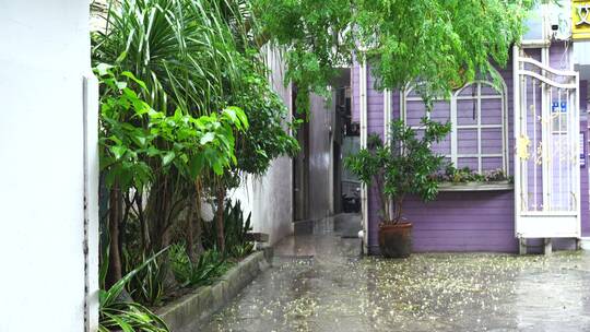 下雨天植物水滴唯美空境雨景