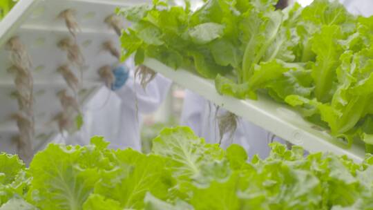 无土栽培蔬菜种植测量根茎新型科技农业视频素材模板下载