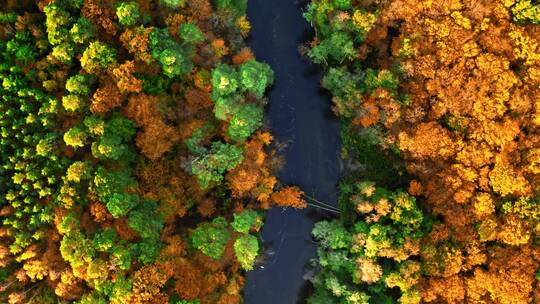 秋天森林里的河流自上而下视图