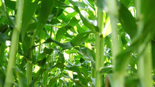 玉米农业丰收粮食雨滴水滴下雨农田收获丰收