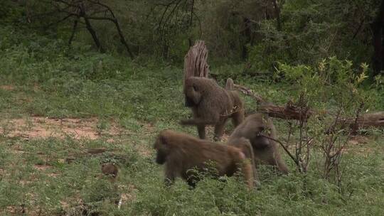 东非坦桑尼亚在灌木丛间的猴群
