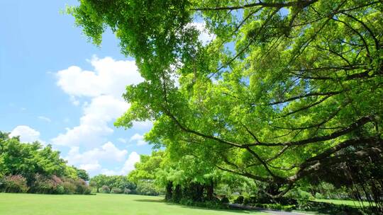 夏天蓝天白云阳光草坪草地绿地树林森林公园