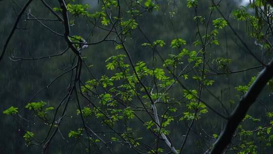 江南春天春雨雨滴绿色植物升格空镜视频素材模板下载