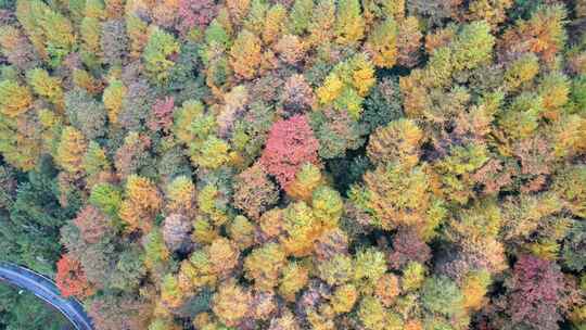 秋天山林风景航拍