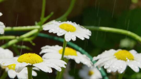 雨滴落在白色雏菊上